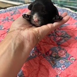 Waylon - Black male Cavapoo puppy in Thorndale, Texas from Hattie’s Texas Cavapoos