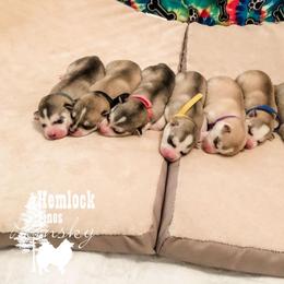 Pomsky and Siberian Husky Puppies from Hemlock Pines Pomsky