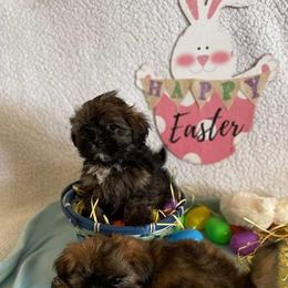 Shih Tzu Puppies from Mimi's Shih-tzus of Ocala