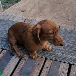 Dachshund Puppies from CLARK'S BREEDING PROGRAM
