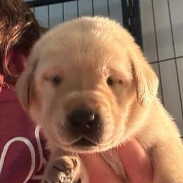 Garnet - Yellow male Labrador Retriever puppy in Rock Hill, South Carolina from North Star Retrievers
