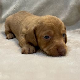 Ruby - Red female Dachshund puppy in Hope, Arkansas from JK Kennel