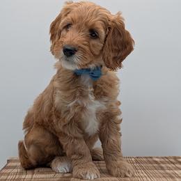 Malachite - Red  male Goldendoodle puppy in Beverly Hills, Florida from Bundle of Joy Doodles