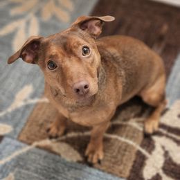 Leo - American Hunt Terrier