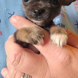 Tiny - Blue and tan female Chihuahua puppy in Amity, Pennsylvania from Baxters Chihuahuas