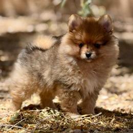 Rusty AKC Merle Male - Orange sable male Pomeranian puppy in Las Vegas, Nevada from POM SOCIETY