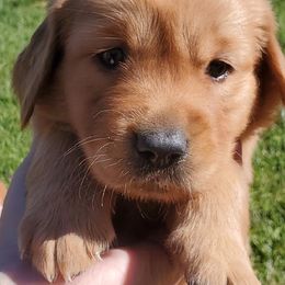 Golden Retrievers from Palouse Pups
