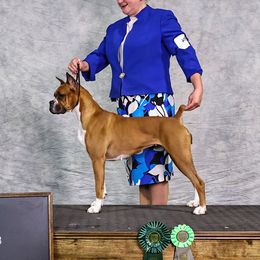 Annie - Boxer