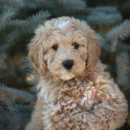 Goldendoodle Puppies from Sac River GoldenDoodles LLC