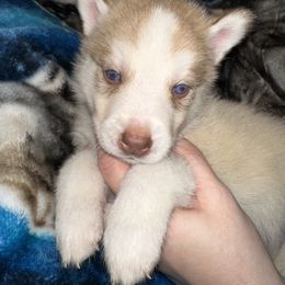 Siberian Husky Puppies from Feazell’s Siberian Huskies
