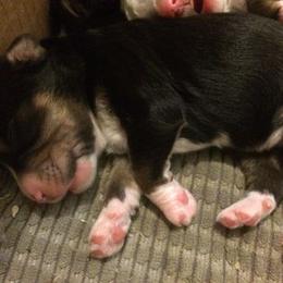 Bernedoodle Puppies from Natchez Trace Doodles