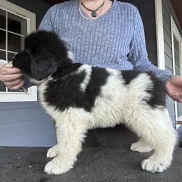 Girl 1 - White and black female Newfoundland puppy in Bellingham, Washington from Salish Sea Newfoundlands