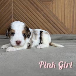 Pink Girl - Chocolate merle female Bernedoodle puppy in Modesto, California from Two Doods Doodles