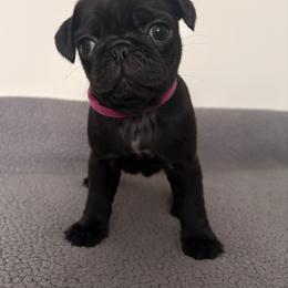 Pug Puppies from Double Dutch Pug Co.