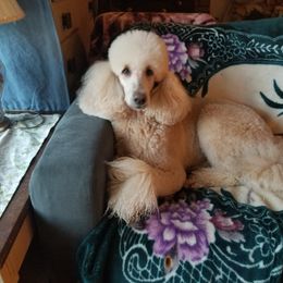 Poodle All Grown Up from Zoeyy's Precious Poodles