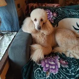 Poodle All Grown Up from Zoeyy's Precious Poodles