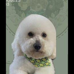 Poodle puppies from Vallevistadoodles