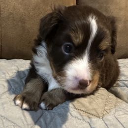 Boy 1 - Red tri male Toy Australian Shepherd puppy in Norwood, Massachusetts from Loyal Litters Toy Australian Shepherds