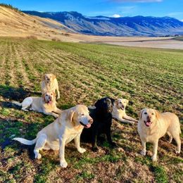 Labrador Retriever Puppies from Lonedove Kennels