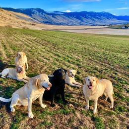 Labrador Retriever Puppies from Lonedove Kennels