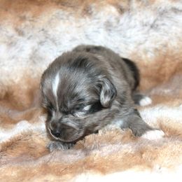 Rio - Blue merle male Miniature Australian Shepherd puppy in Ionia, Iowa from Sapphire Stables