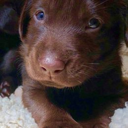 Labrador Retriever and Pembroke Welsh Corgi Puppies from FLK Corgis