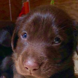 Labrador Retriever and Pembroke Welsh Corgi Puppies from FLK Corgis