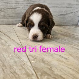 Ella pink - Red tri-color female Australian Shepherd puppy in Arbela, Missouri from County Line Aussies