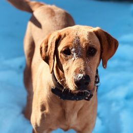 Labrador Retrievers from Lone Star Texas Retrievers