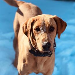 Labrador Retrievers from Lone Star Texas Retrievers