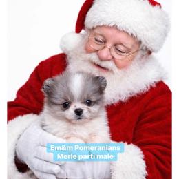 Blue merle parti - Blue merle male Pomeranian puppy in Kentucky from Em&M Pomeranians
