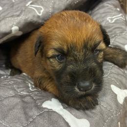 Marcy - Wheaten female Soft Coated Wheaten Terrier puppy in Nokomis, Illinois from Windhill Wheatens