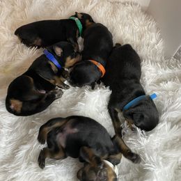 Rottweiler Puppies from 541Rottweilers