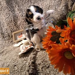 Girl F - Black tan and white female Beagle puppy in Laton, California from McMillan Family Kennels