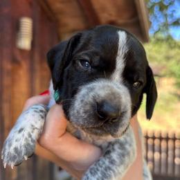 Parsley - green collar - Black roan male German Shorthaired Pointer puppy in Mokelumne Hill, California from Underhill GSP