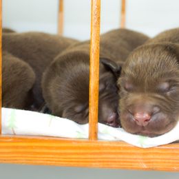 Labrador Retriever Puppies from Whiskey River Labradors