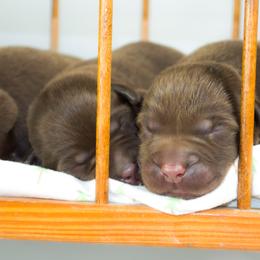 Labrador Retriever Puppies from Whiskey River Labradors