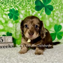 Girl two - Chocolate and cream female Dachshund puppy in Lakeland, Florida from Ruthie’s Rich Mini Dachshunds