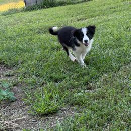 Nardello - pink - Black and white female Border Collie puppy in Crawfordsville, Indiana from Rescued Dreams Border Collies