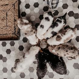 Sheepadoodle Puppies from DOODCompany