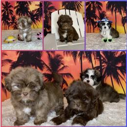 Shih Tzu Puppies from Sharleen's Paw-fect Shih Tzus