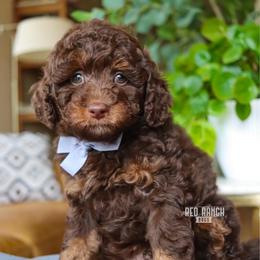 Ray - Brown male Bernedoodle puppy in Salado, Texas from Red Ranch Dogs