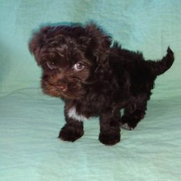 Havanese Puppies from Court Jester Havanese
