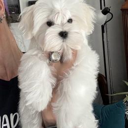 Puppy 1 - White male Maltese puppy in Clarksville, Tennessee from Iron Angel Maltese