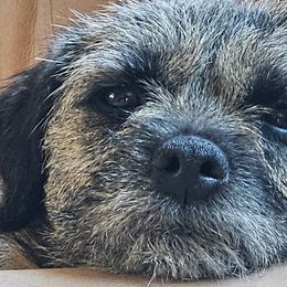 Border Terriers from BearFoot Border Terriers