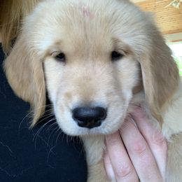 Golden Retriever Puppies from Lake Champlain Goldens