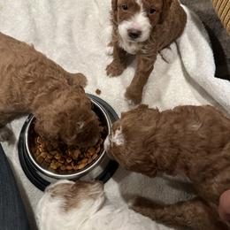 Labradoodle Puppies from California Double Doodles