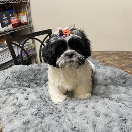 Shih Tzu Puppies from TACG