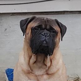 PorkChop - Bullmastiff