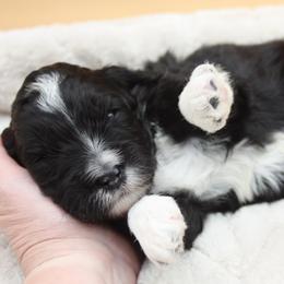 Fairy Godmother - Black and white female Bernedoodle puppy in Scottsville, Kentucky from Barren River Bernedoodles and Poodles